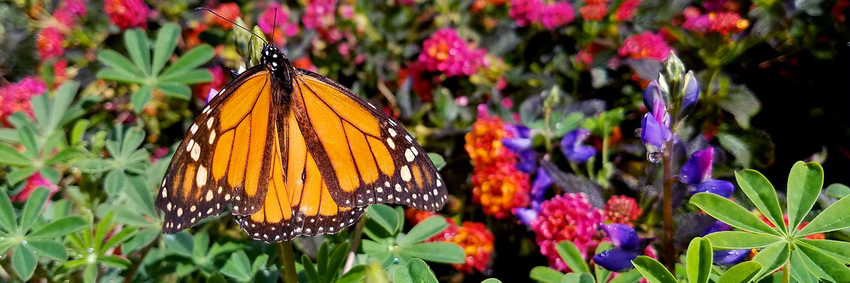 bt-headerfly2